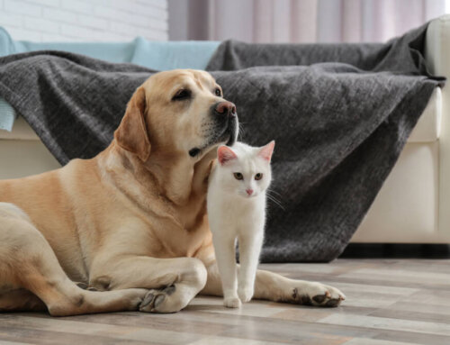 Pet-Friendly Cleaning Solutions for Lewisville Homes
